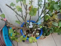 CIMG1658.webp