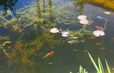 Unterwasserdschungel und seine Bewohner_kleiner.webp