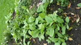 P1020571.webp