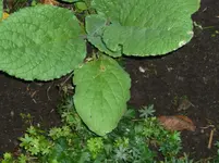 P1020563.webp