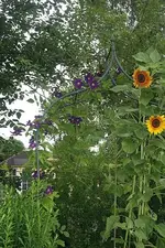 DD und rote Sonnenblumen_kleiner.webp