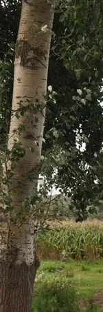 Welcher Baum.webp