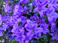 Glockenblümchen001.webp