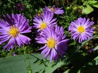Herbstaster062.webp