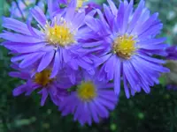 Herbstaster120.webp