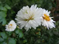 Herbstaster063.webp