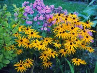 SonnenhutPhlox223.webp