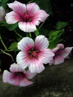 Malve104.webp
