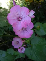 Malve141.webp