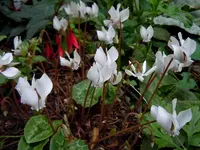 Alpenveilchen243.webp