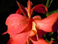 CannaWT053.webp