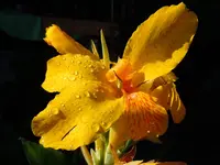 CannaWT057.webp