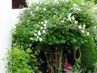 DSCF0245.webp