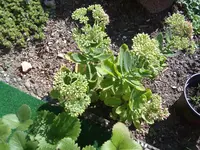fette henne.webp