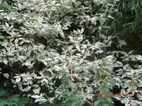DSCN0803.webp