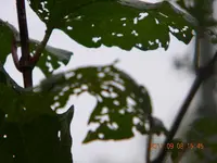 DSCN0805.webp