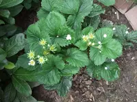 erdbeeren.webp
