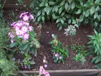 phlox.webp