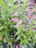 005.webp