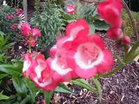 006.webp