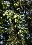 DSC_0878 Hopfen.jpg