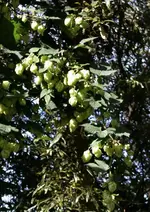 DSC_0878 Hopfen.webp