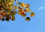 DSC_0895 Herbst.jpg