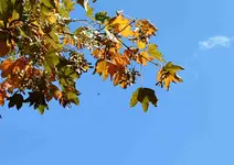 DSC_0895 Herbst.webp
