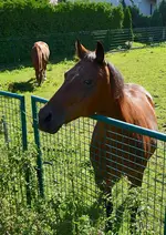 DSC_0824 Pferd.webp