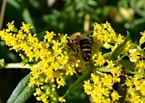 DSC_0882 Biene.webp