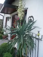 Antiquitäten, Geigen, Krug, Palme 001.webp