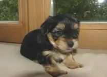 klein Coco.webp