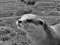 Fischotter v.webp