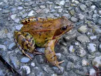 Frosch196.webp