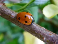 Marienkäfer273.webp
