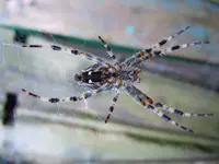 Spinne103.webp