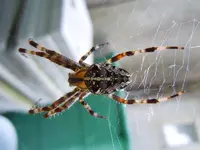 Spinne108.webp