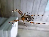 Spinne111.webp