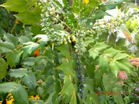 DSCN0808.webp
