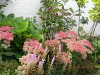 DSCN0811.webp