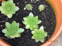 DSCN0824.webp