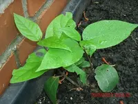 GEDC0865.webp