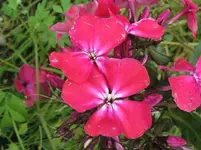 IMG_frühbeet_1067x800.webp