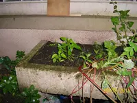 Paprika draußen 100_0717 (Medium).webp