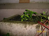 Paprika draußen 100_0718 (Medium).webp