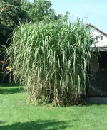 Chinaschilf groß kom.webp