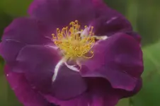 DSC06659.webp