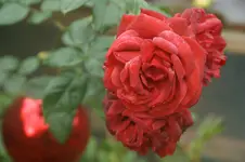 DSC06647.webp