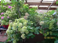 Hortensie groß 100_0740 (Medium).webp