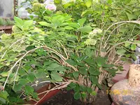 Hortensie groß 100_0741 (Medium).webp